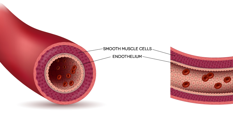 blood vessel endothelium