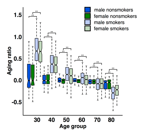 smoking accelerates aging