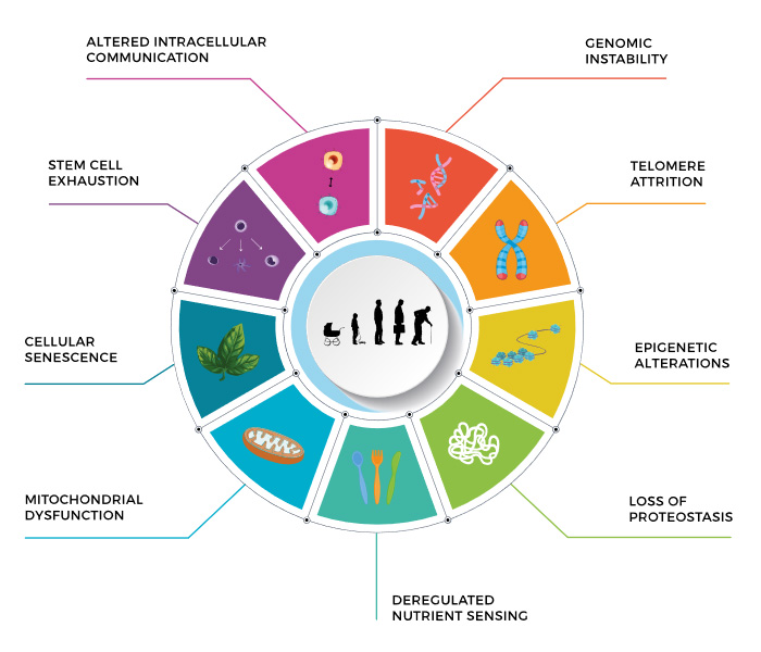 aging longevity future timeline