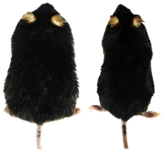 mice obesity cure