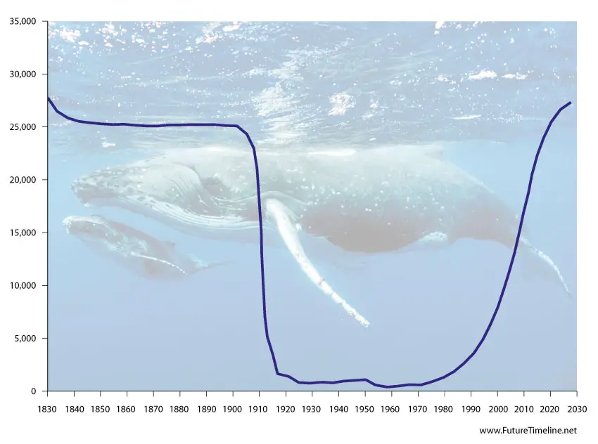 humpback whale numbers 2030