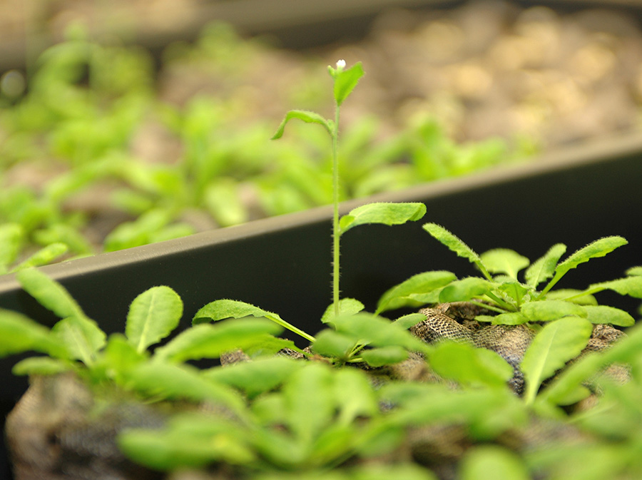 genetically modified crops future