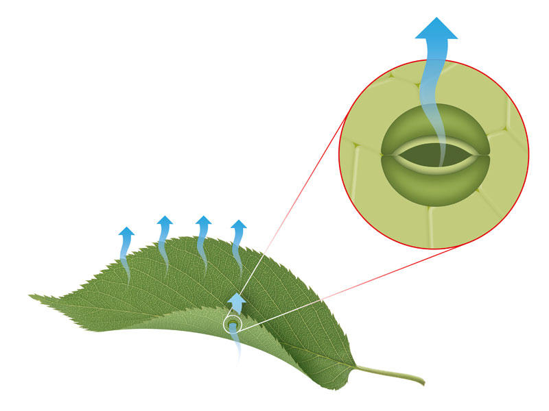 genetically modified crops future