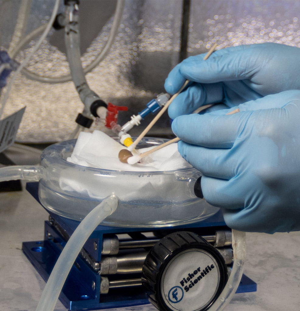 2023 cryopreservation breakthrough mammalian kidney transplanted