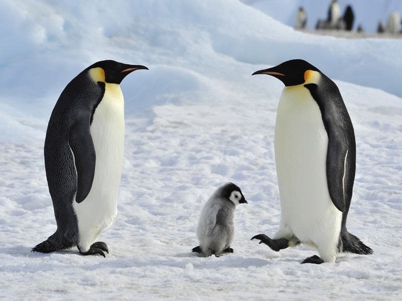 emperor penguins extinction 2100