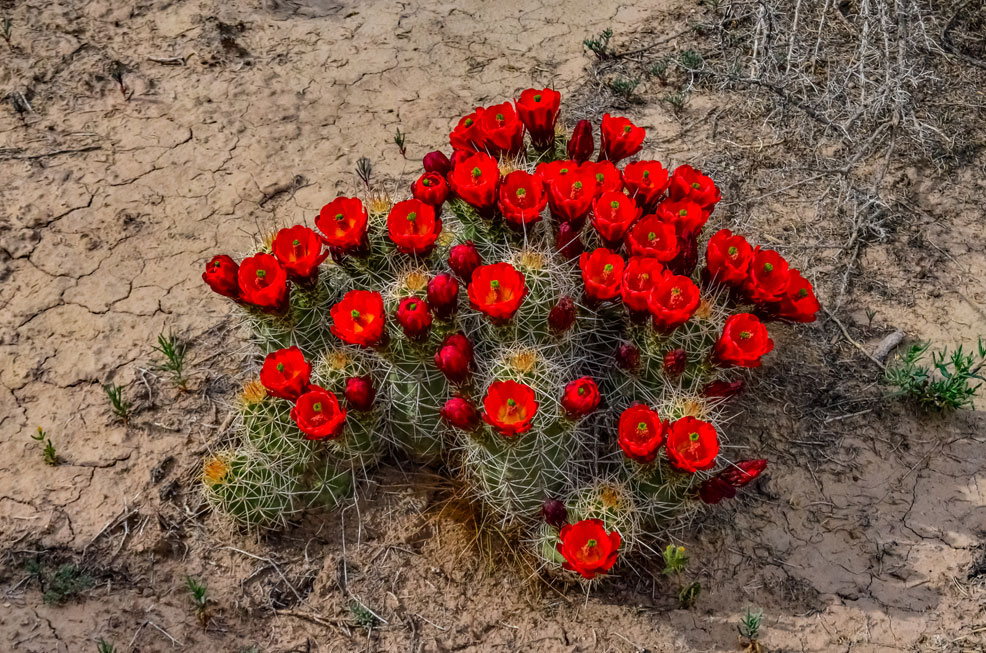 cactus climate change 2050 2070