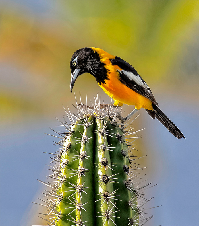 cactus climate change 2050 2070 bird