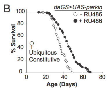 maximum lifespan of fruit flies increased by 28 percent