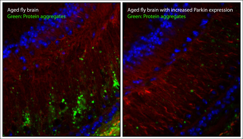 parkin gene flies lifespan proteins