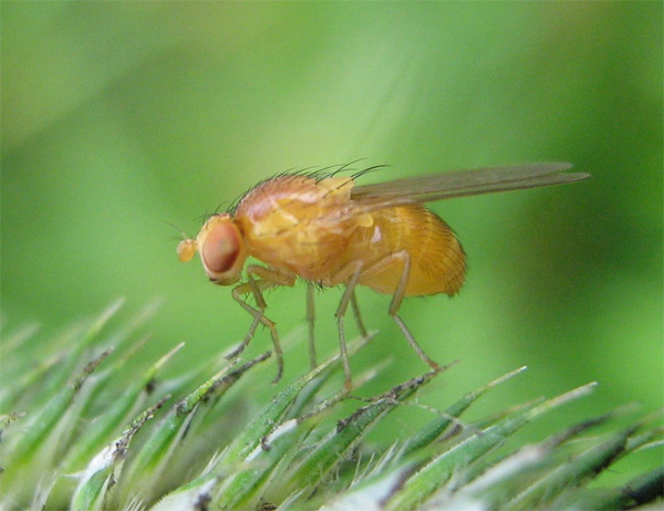 fruit fly