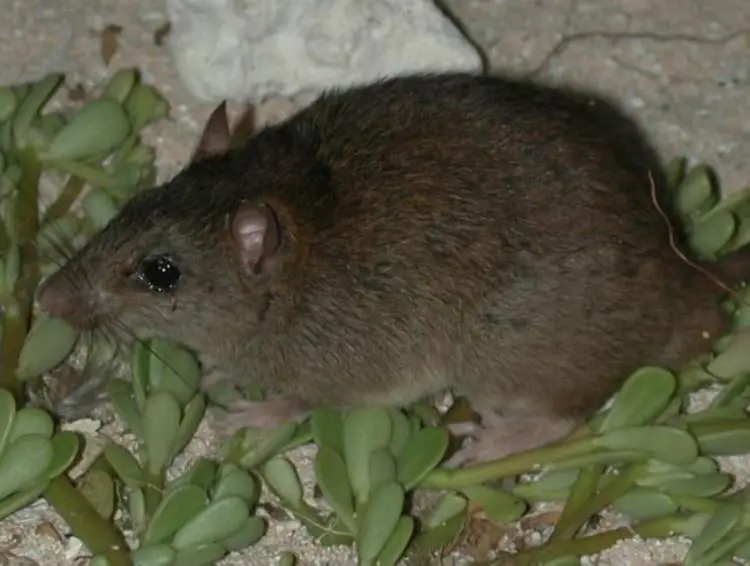 first mammal extinct due to climate change
