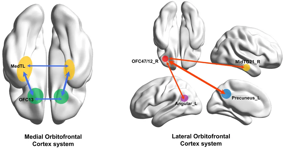 physical location of depression in the human brain