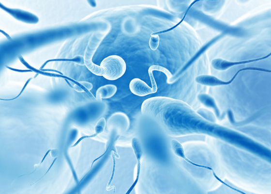 sperm cells egg
