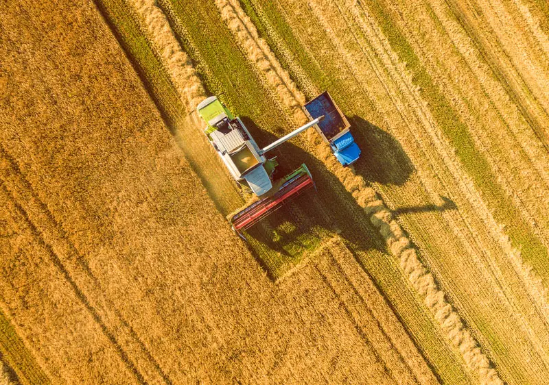 wheat field aerial