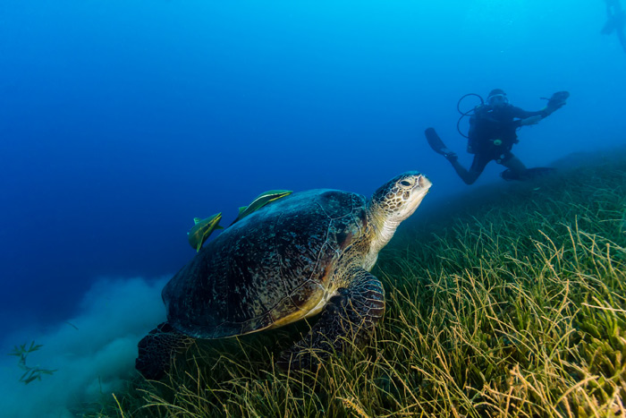 turtle seagrass