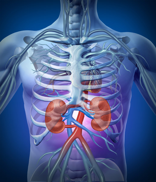 kidney illustration