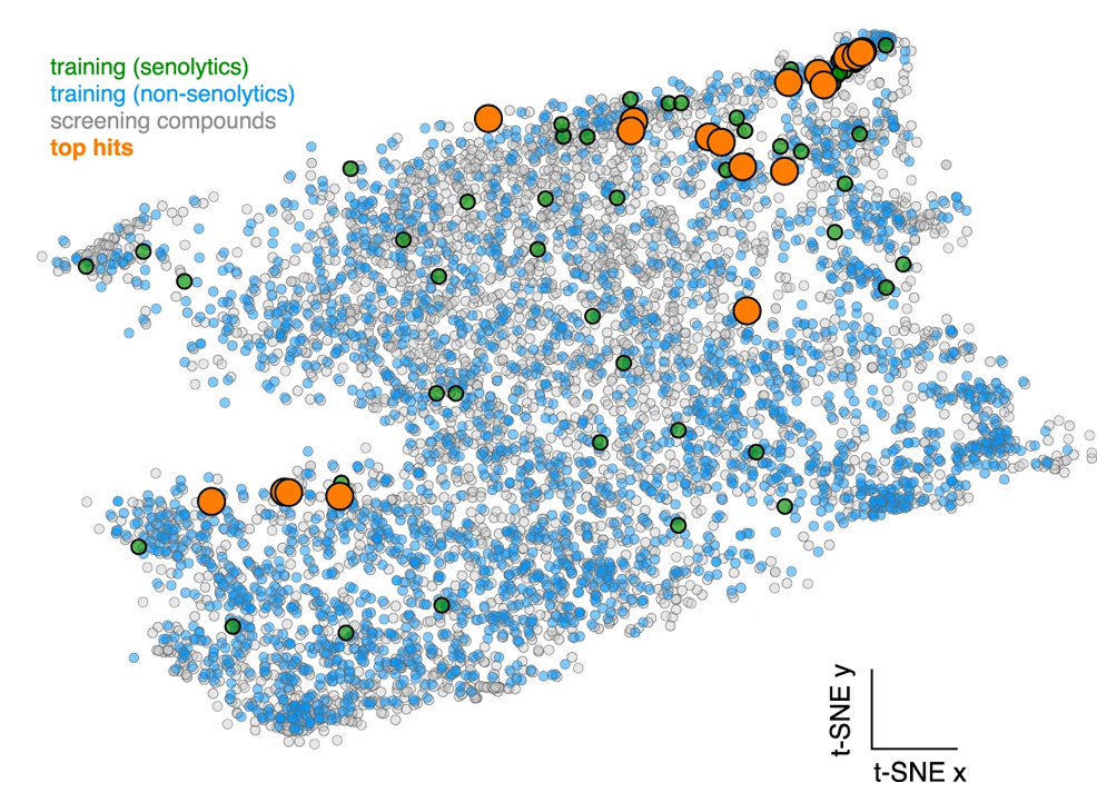ai senolytics model