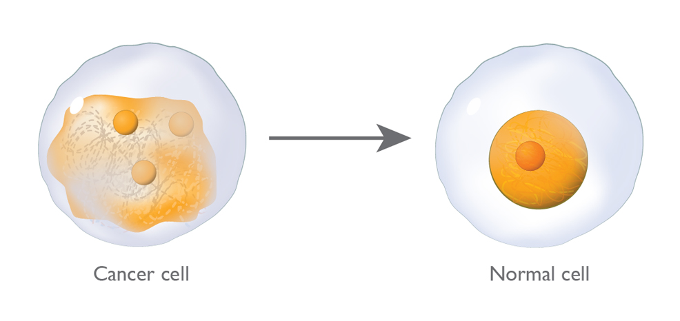 cancer cell turned into healthy cell