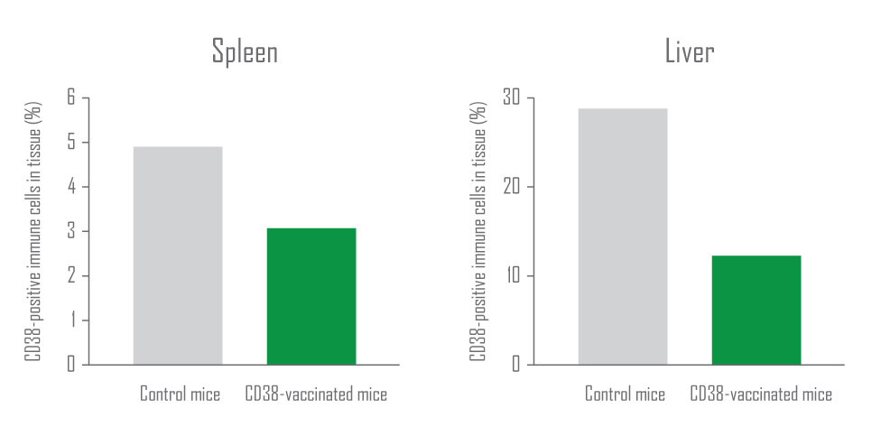 cd38 vaccine spleen liver effects