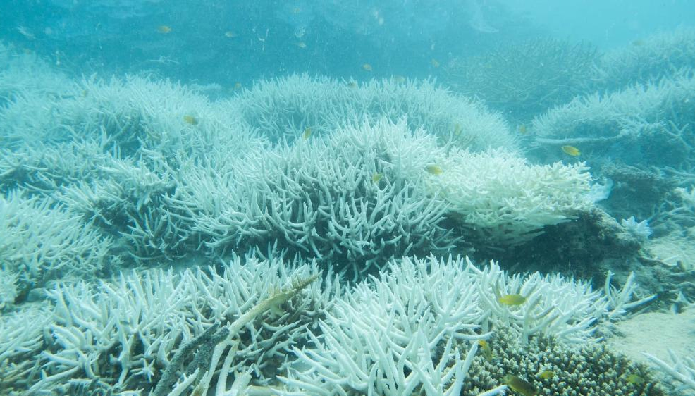 coral bleaching