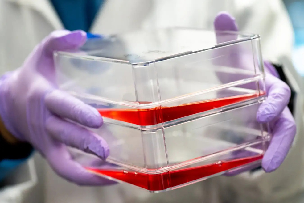 cultured meat cells