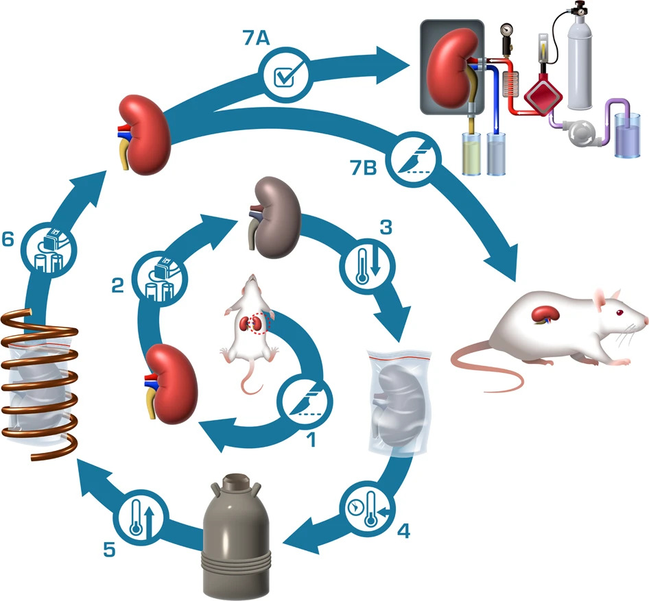 cryopreservation breakthrough 2023