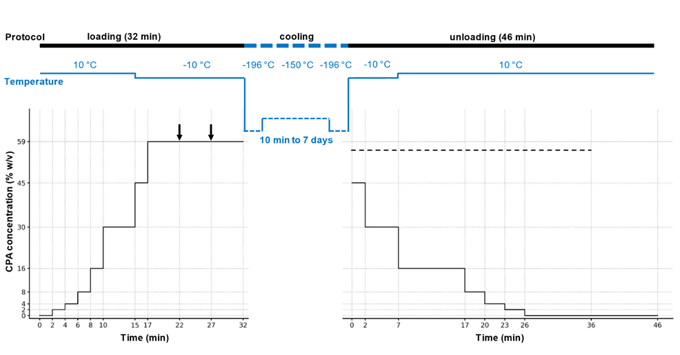 cryopreservation breakthrough 2025