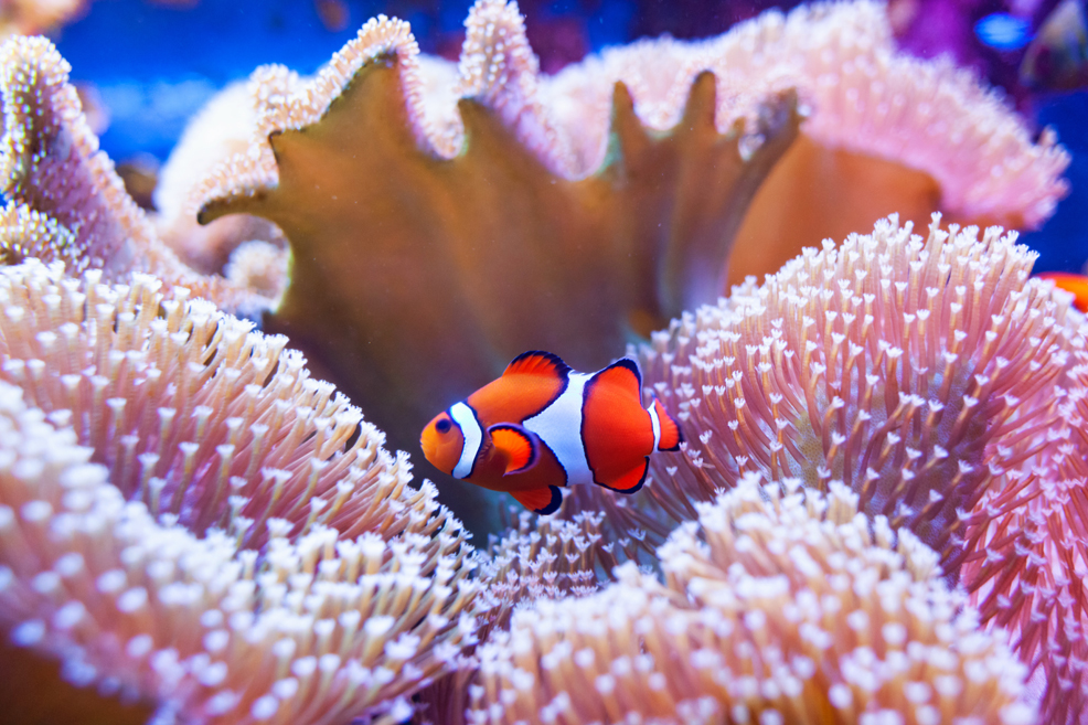 great barrier reef future timeline