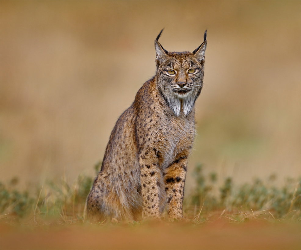 iberian lynx