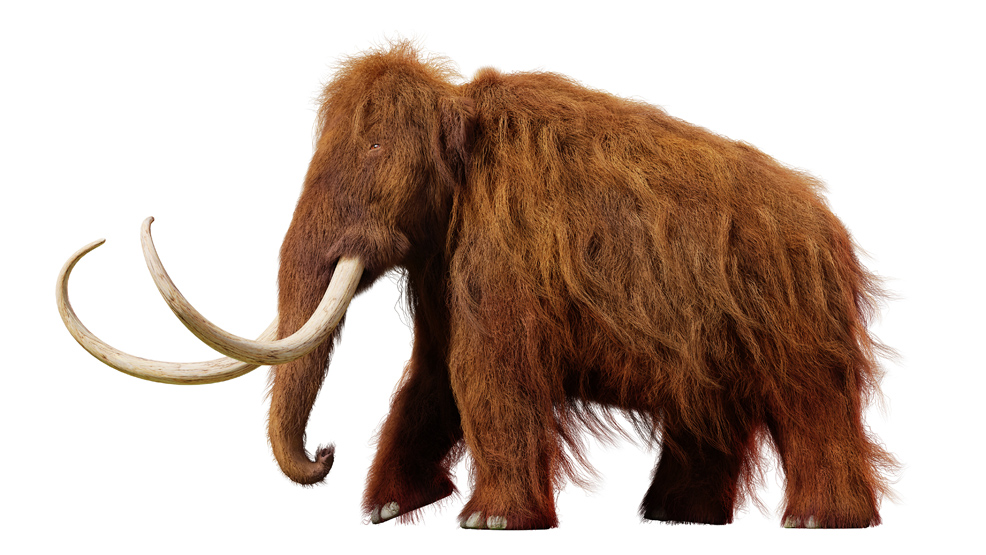 mammoth isolated on white background