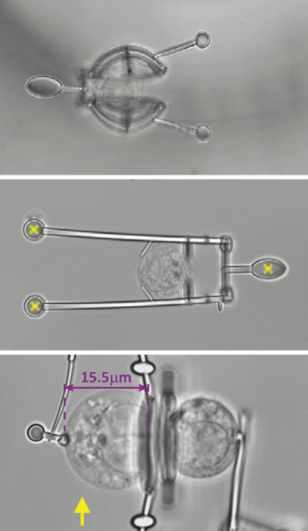 microrobots three types