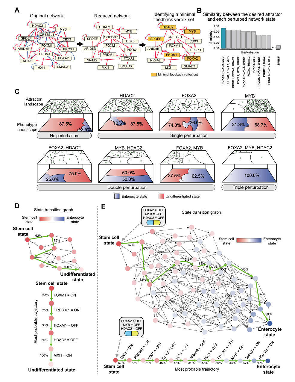 MYB, HDAC2 and FOXA2