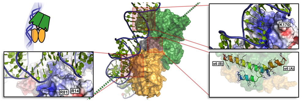 newly discovered protein stops dna damage