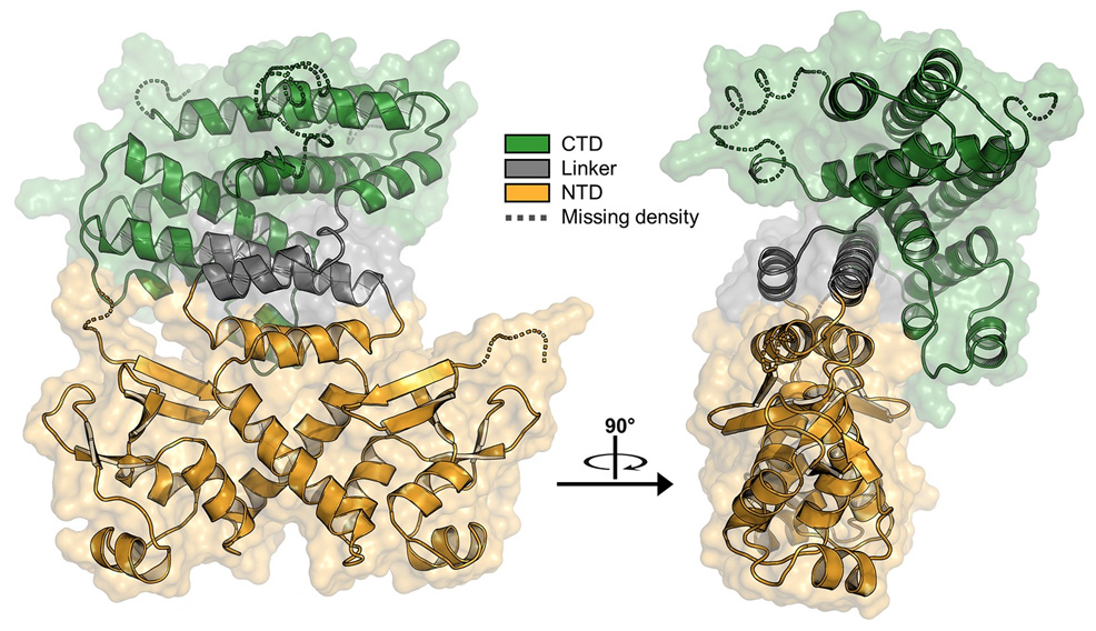 newly discovered protein stops dna damage