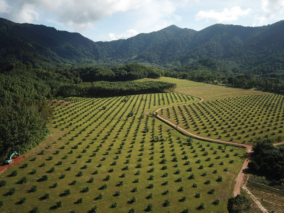 palm oil plantation