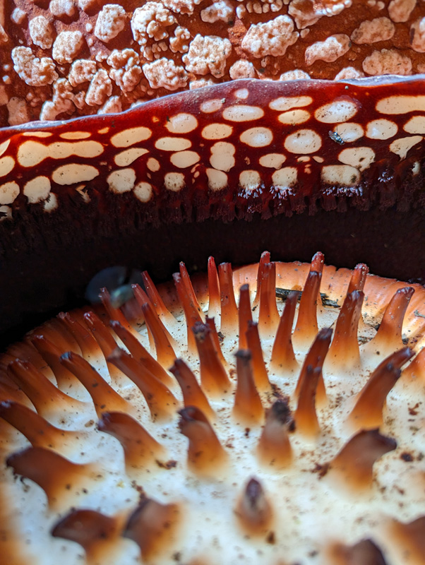 rafflesia details