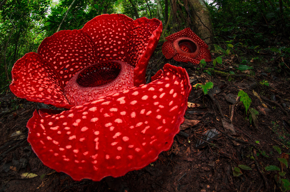 rafflesia extinction