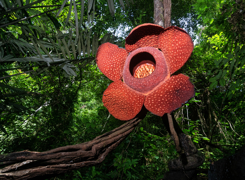 rafflesia habitat