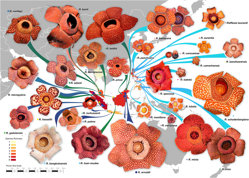 rafflesia species habitat map