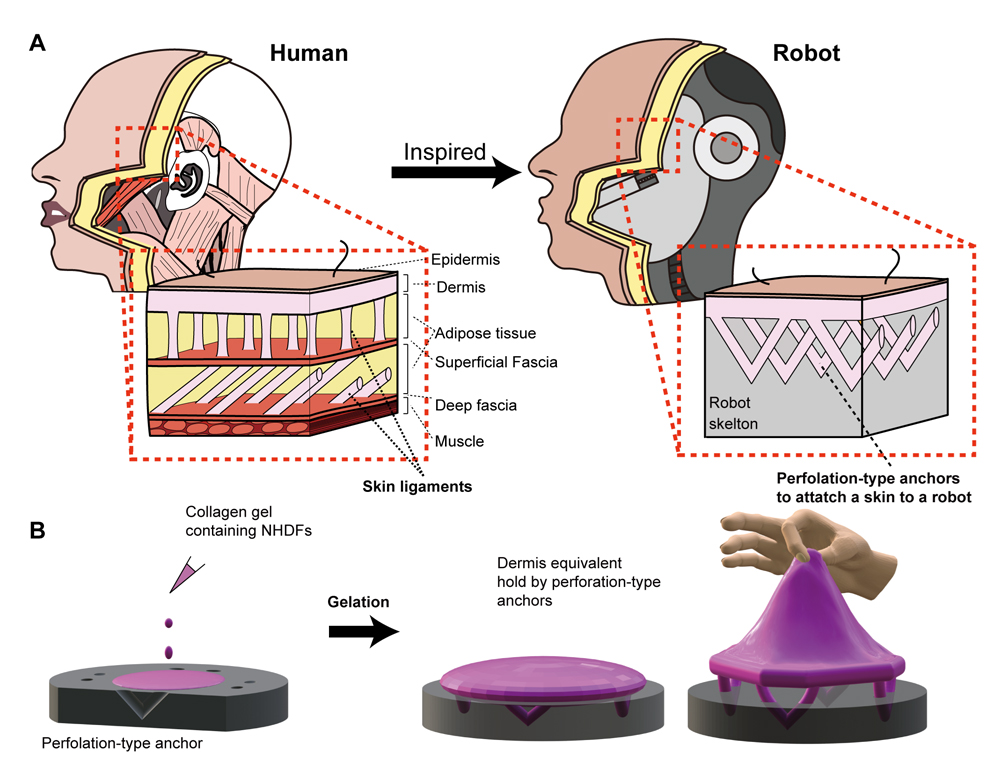 robot skin diagram