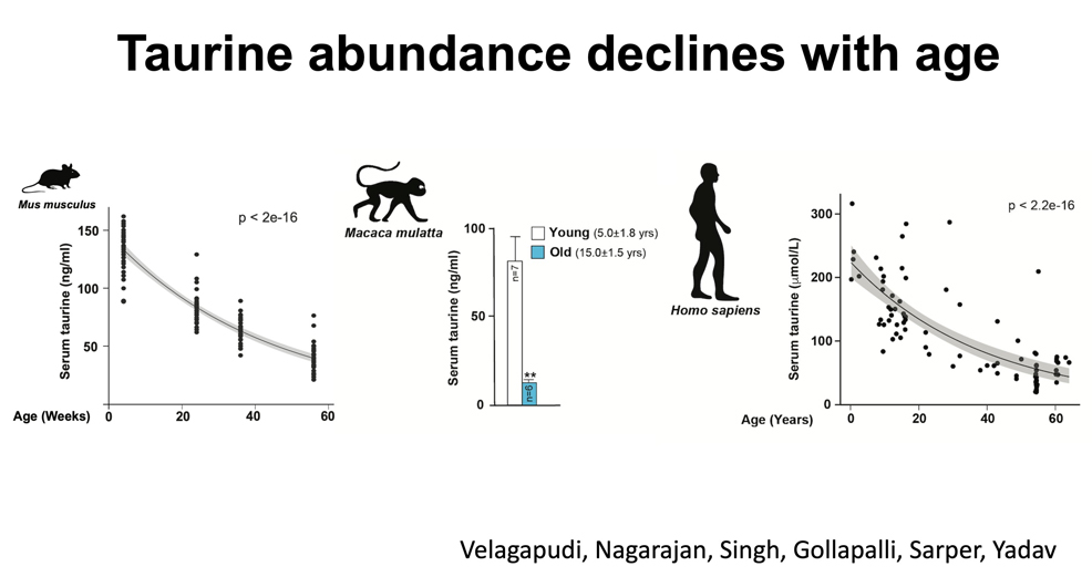 taurine abundance declines with age