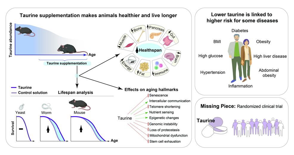 taurine healthspan