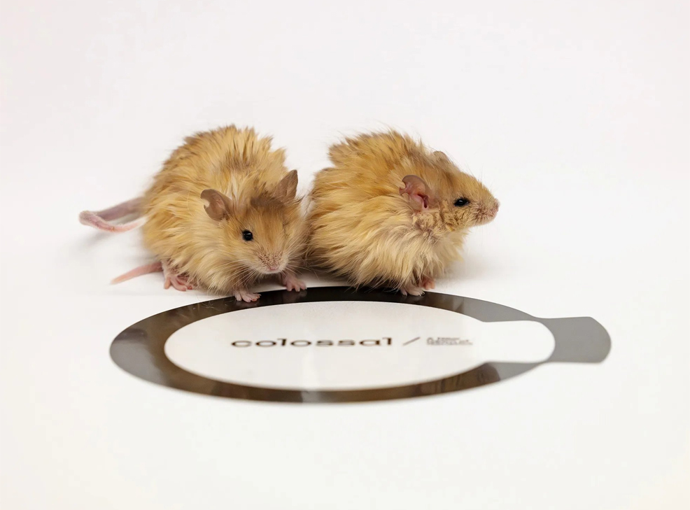 woolly mice colossal biosciences
