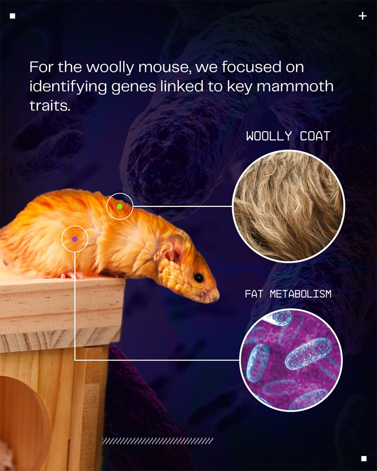 woolly mouse genetic engineering