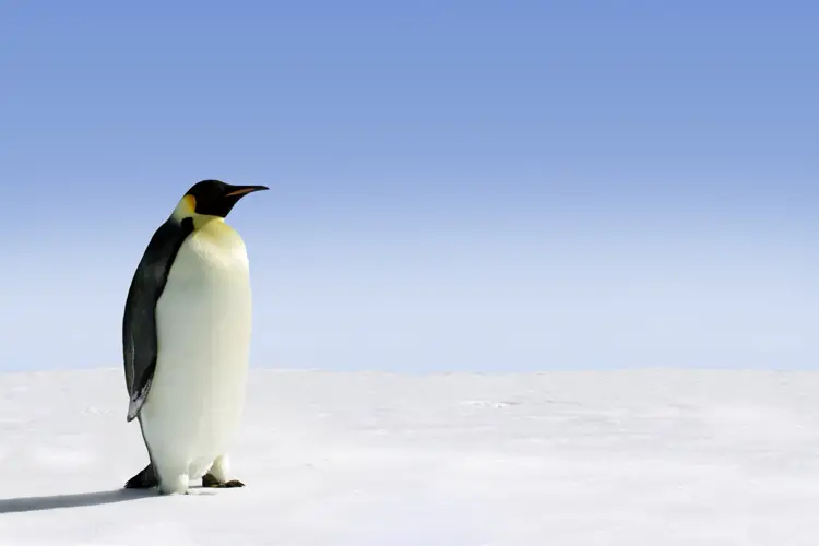 emperor penguin extinct 2100 2105 future antarctic numbers