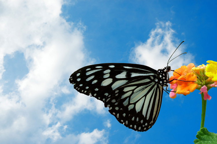 butterfly extinctions future 2050 2100 australia