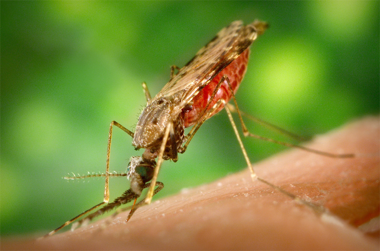 malaria future trends research