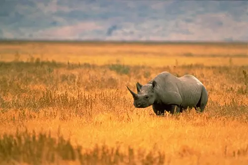 west african black rhino Diceros bicornis longipes extinct 2006